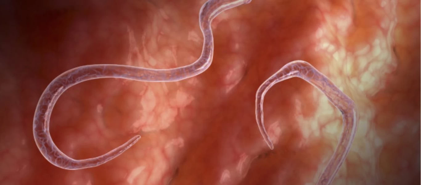 Τα δύο «μαγικά» συστατικά που καθαρίζουν το σώμα σας από παράσιτα και μειώνουν την εναπόθεση λίπους